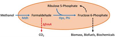 Improving the Methanol Tolerance of an Escherichia coli Methylotroph via Adaptive Laboratory Evolution Enhances Synthetic Methanol Utilization